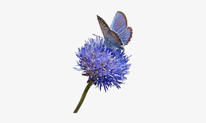 Butterfly - Fresh Flowers Blue Butterfly, transparent png download