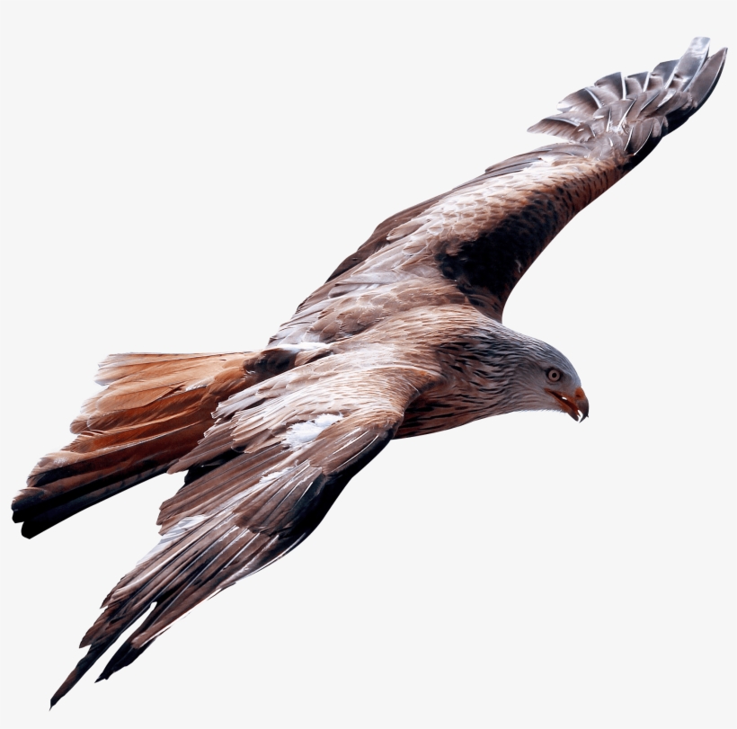 Eagle Fly Png Transparent Image - Eagle Flying Png, transparent png download