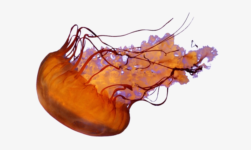 Jellyfish Png - Jellyfish, transparent png download