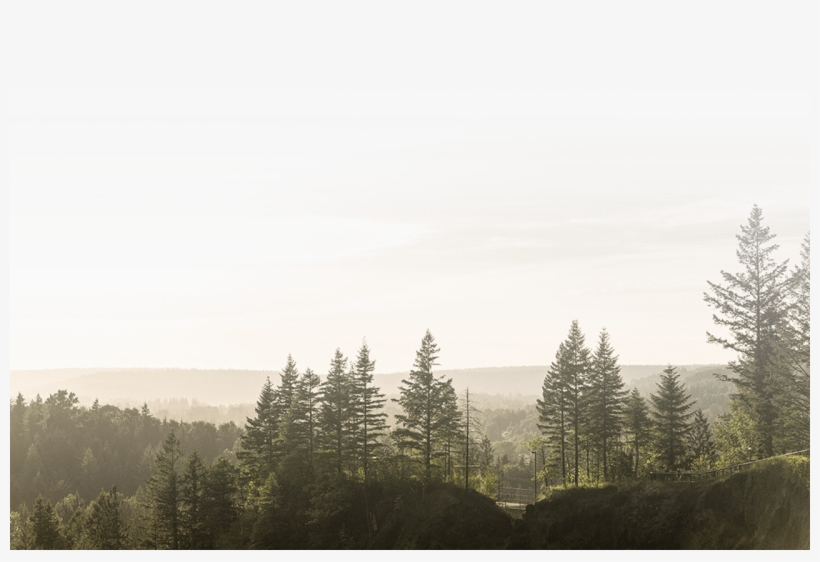 Forest - Canadian Fir, transparent png download