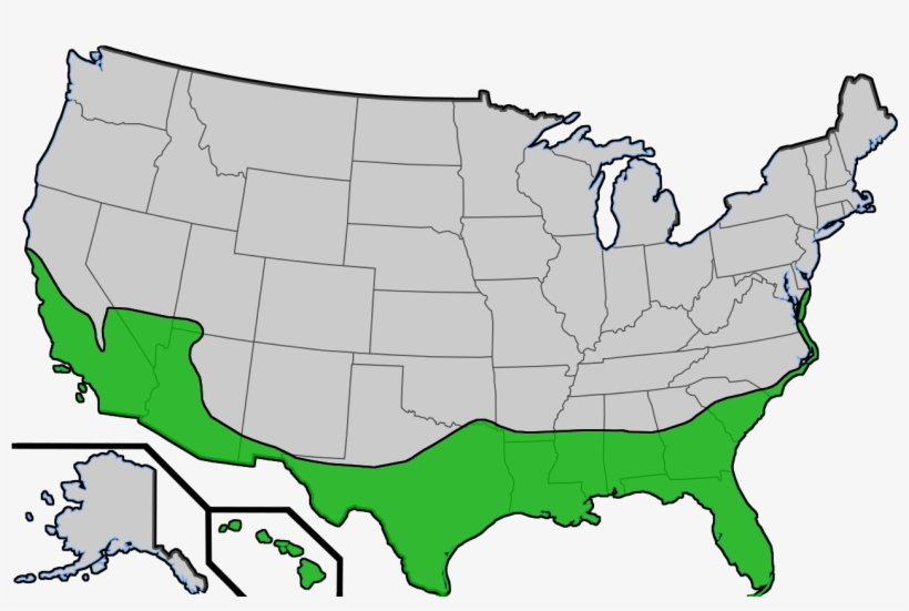 File - Palmtrees - Palm Tree Range Us, transparent png download