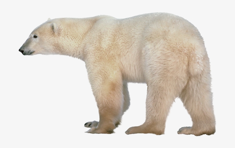 Polar Bear Png, transparent png download