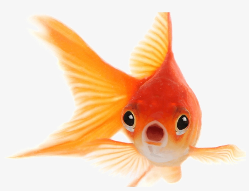Goldfish Png Photo - Goldfish Png, transparent png download