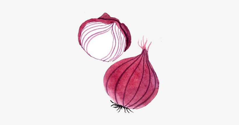 Png Free Stock Small Drawing Watercolor - Onion Watercolor Png, transparent png download