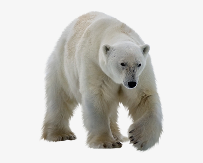 Best Free Polar Bear Png - Polar Bear Images Png, transparent png download
