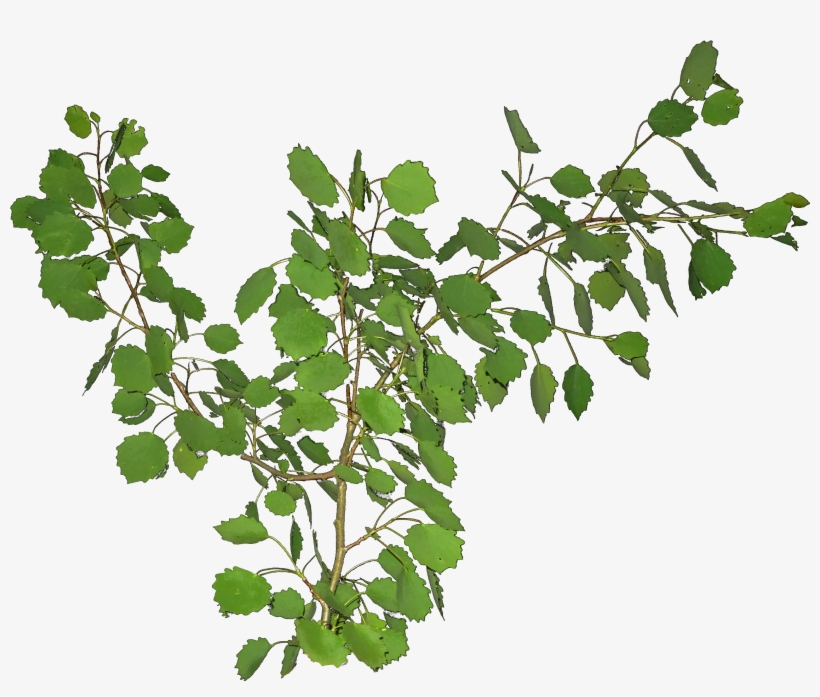 Canoe Birch, transparent png download