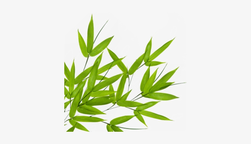 Bamboo Png Transparent Bamboo - Portable Network Graphics, transparent png download