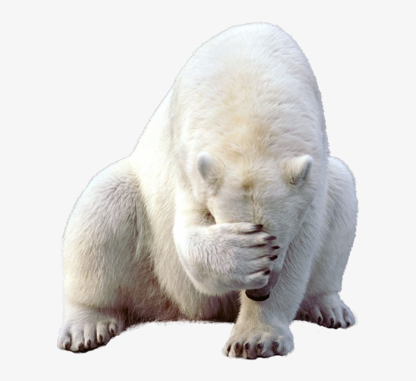 Polar Bear Png Clipart - Transparent Polar Bear Png, transparent png download