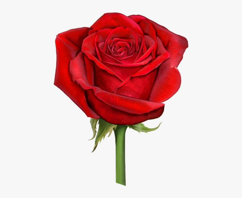 Christmas Red Rose Flower Png, Red Rose Png, Rose Flowers, - Three Hearts By Sally Moore 9781498453523 (paperback), transparent png download