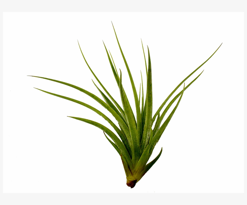 Air Plant Png - Tillandsia Stricta, transparent png download