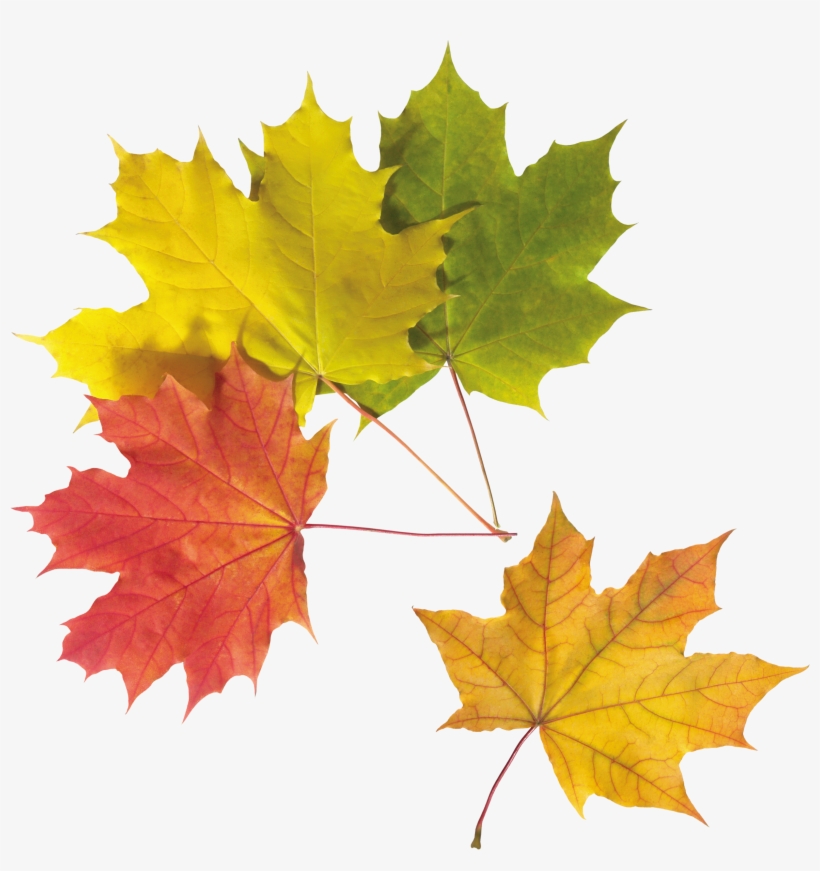 Autumn Leaves Png Image - Autumn, transparent png download