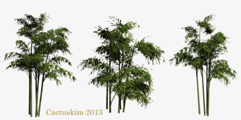 Bamboo Png Clipart - Bamboo Png, transparent png download