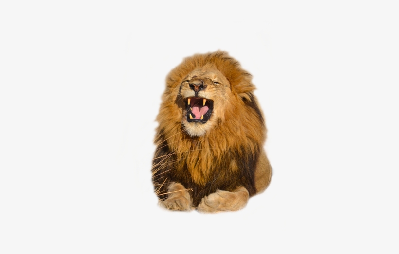 Download Free High Quality Lion Png Transparent Images - Lion, transparent png download
