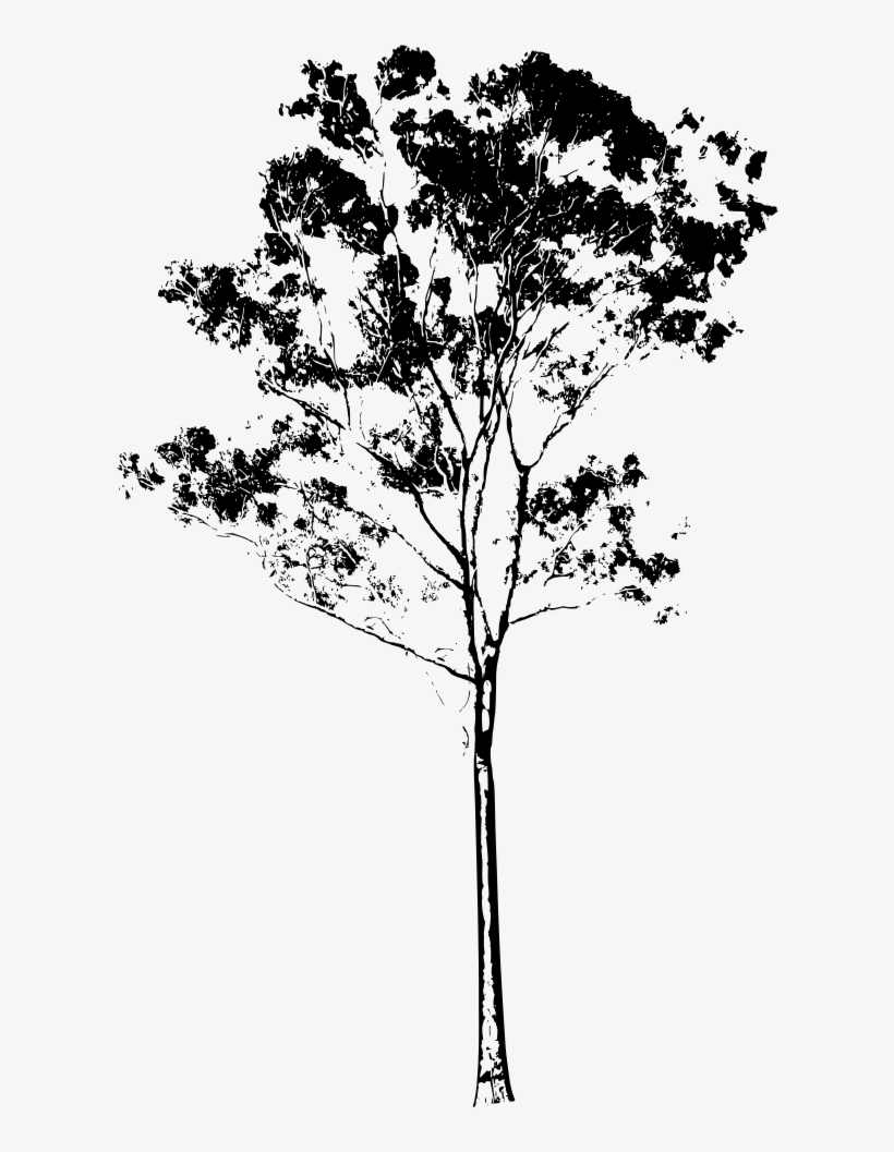 Eucalyptus Clipart Black And White - Gum Tree Silhouette Png, transparent png download