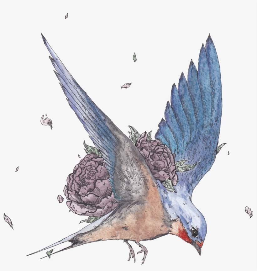 European Swallow, transparent png download