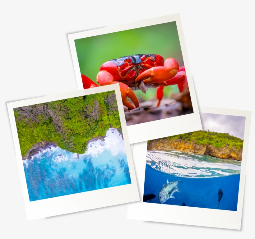 Christmas Island Location - Creative Arts, transparent png download