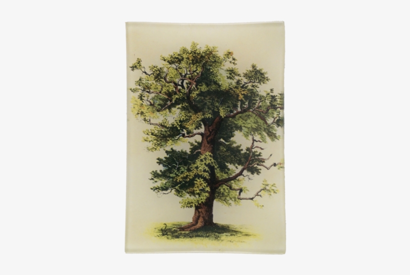 Tree 9 Tree - Hk Living - Kussen Big Oak Tree, transparent png download