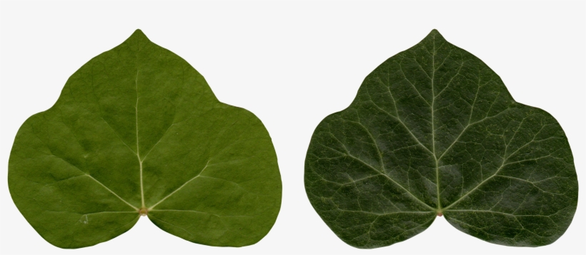 Common Ivy Leaf Poison Ivy Plant - Ivy Leaf Png, transparent png download