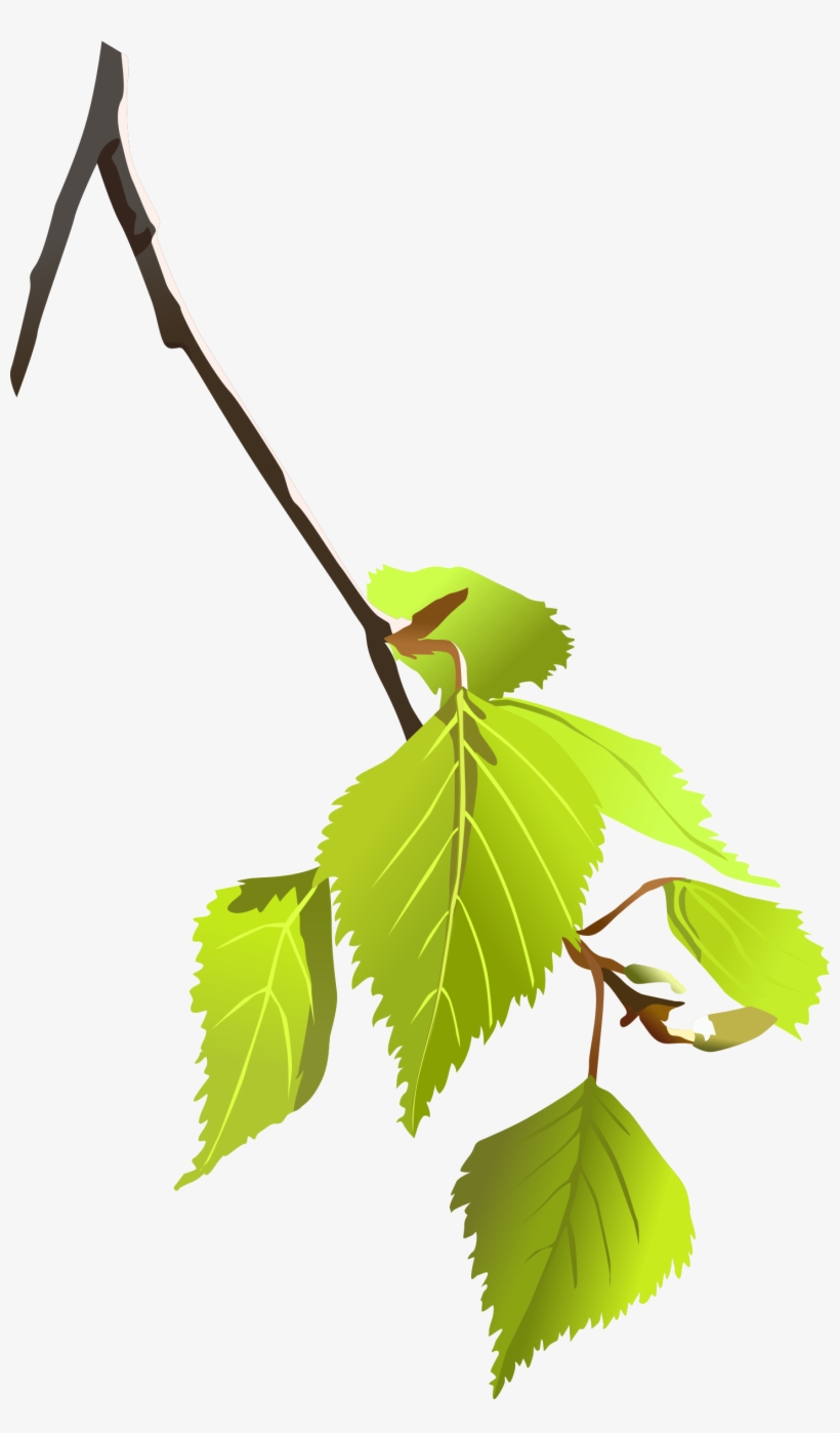 Birch Leafs Image Download - Birch Leaves Clipart, transparent png download