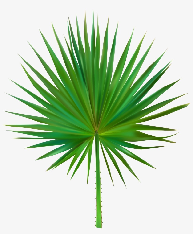 Palm Leaf Png, transparent png download