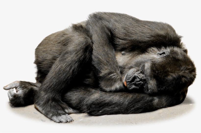 Gorilla Png File - Gorilladschungelpapagei Rundes Kissen, transparent png download