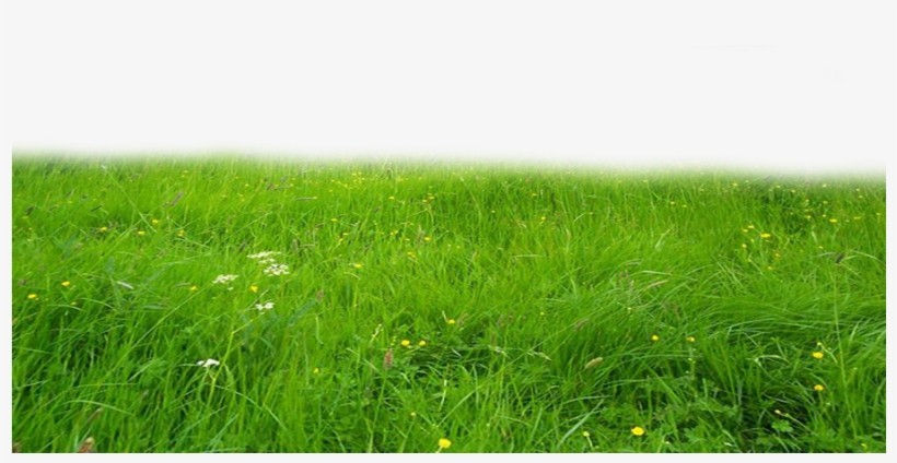 Png Grass By Moonglowlilly - Grass Png Hd PNG Image | Transparent PNG