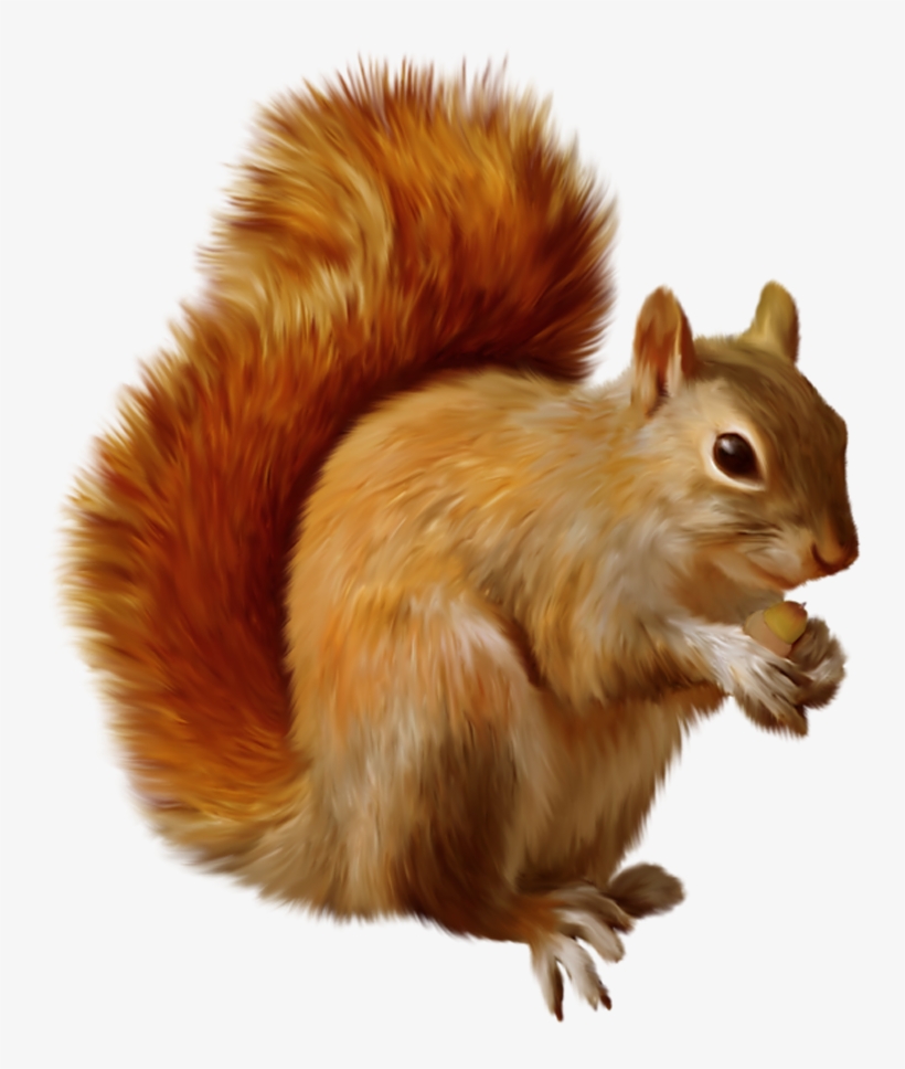 Squirrel Png Clipart - Squirrel Png, transparent png download
