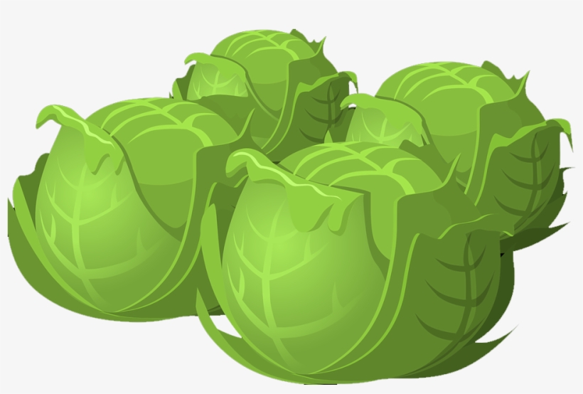 Cartoon Cabbage Food Png - Cabbage Clipart Png, transparent png download