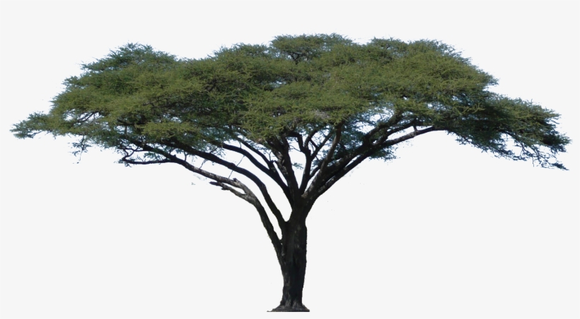 Acacia Tree Minecraft