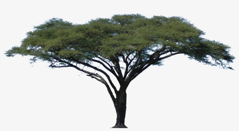 Acacia Tree Vector - Acacia Tree White Background PNG Image | Transparent  PNG Free Download on SeekPNG