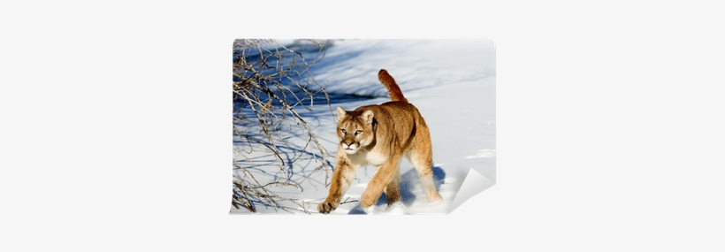 Cougar, transparent png download