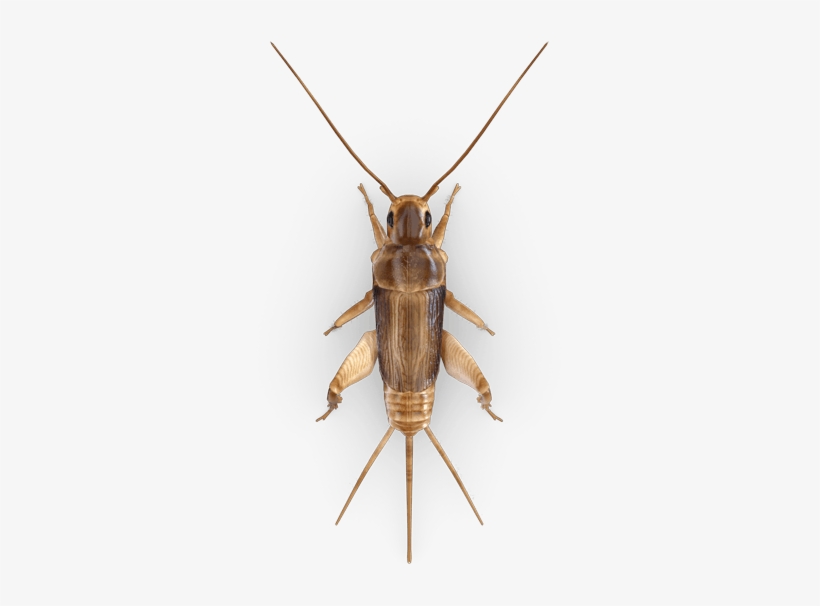 Cricket Insect Free Download Png - Portable Network Graphics, transparent png download