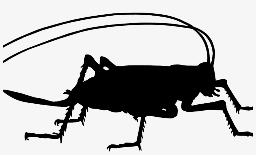Welcome 2015, Year Of The Cricket - Insect Silhouette Png, transparent png download