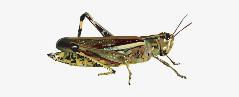 Grasshopper Png, transparent png download