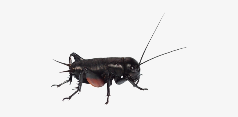 Crickets - Cricket, transparent png download