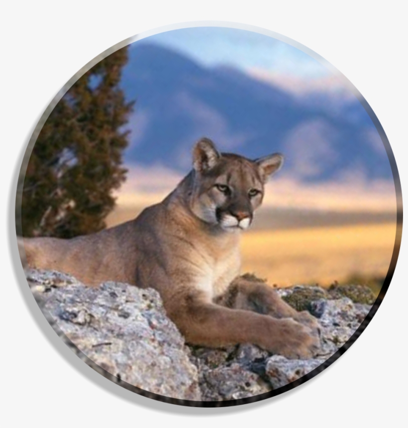Mountain Lion Lying Down, transparent png download