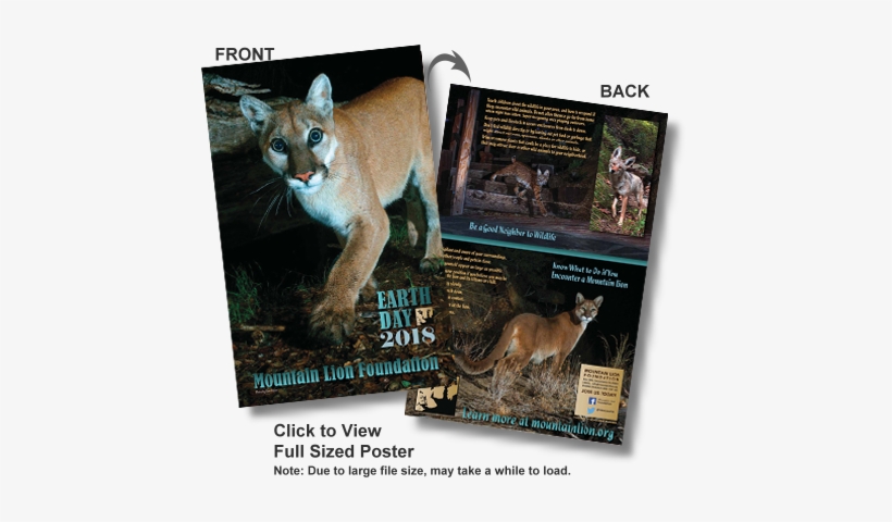 Photo Of Mountain Lion 2018 Earth Day Poster - Lion, transparent png download