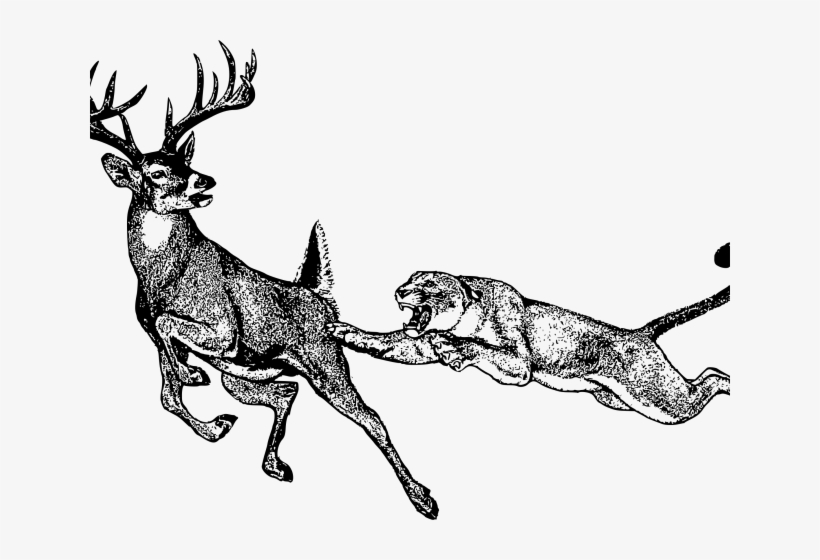 Elk Clipart Mountain Lion - Lion Hunting Deer, transparent png download