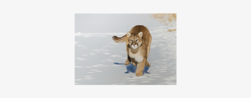 Cougar, transparent png download