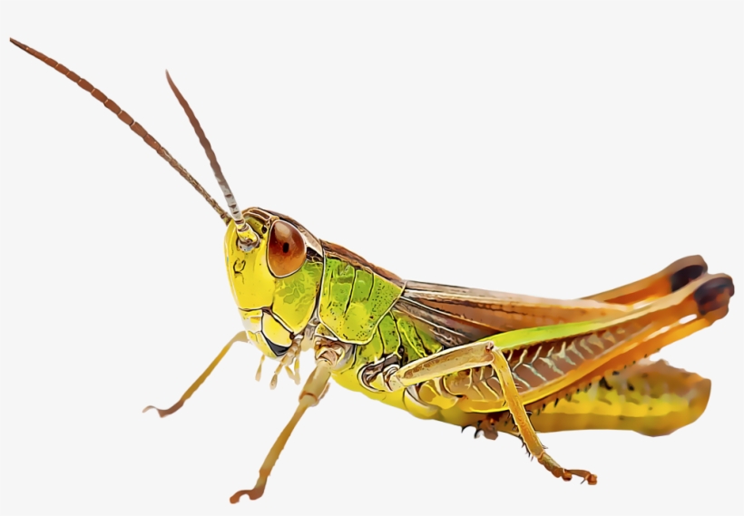 Grasshoppers Are Familiar Insects Across The United - Diet Of A Shrew, transparent png download