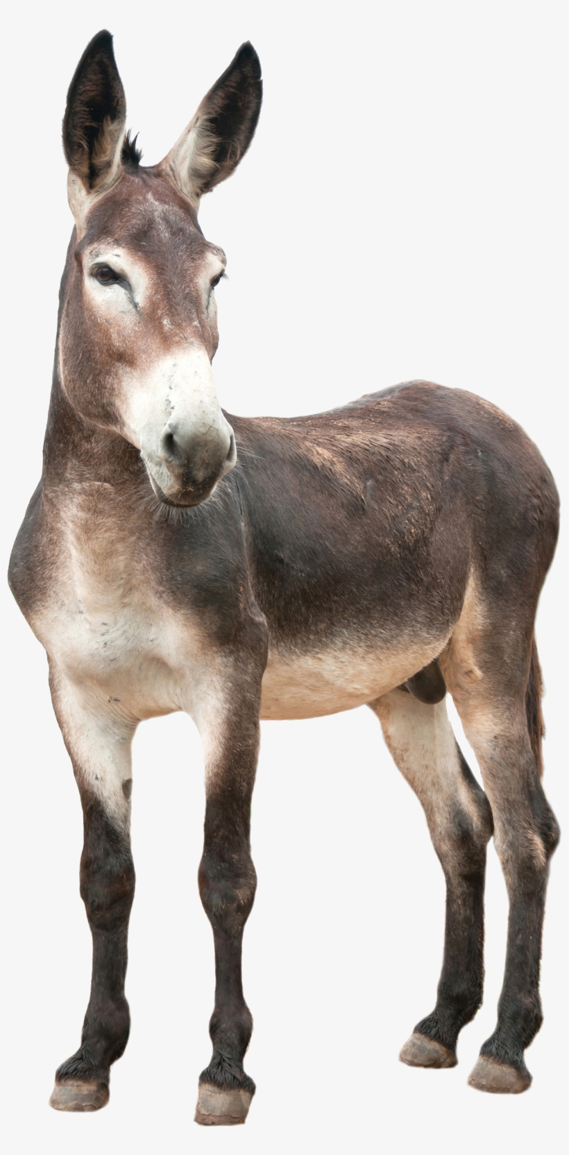 Donkey Png, transparent png download