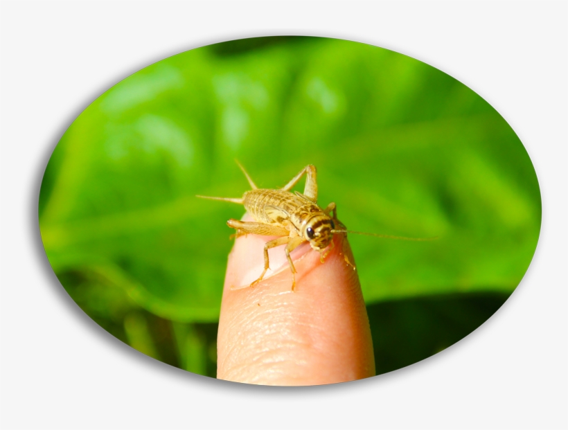 Related Cricket Flours & Edible Insect Posts - Cricket, transparent png download