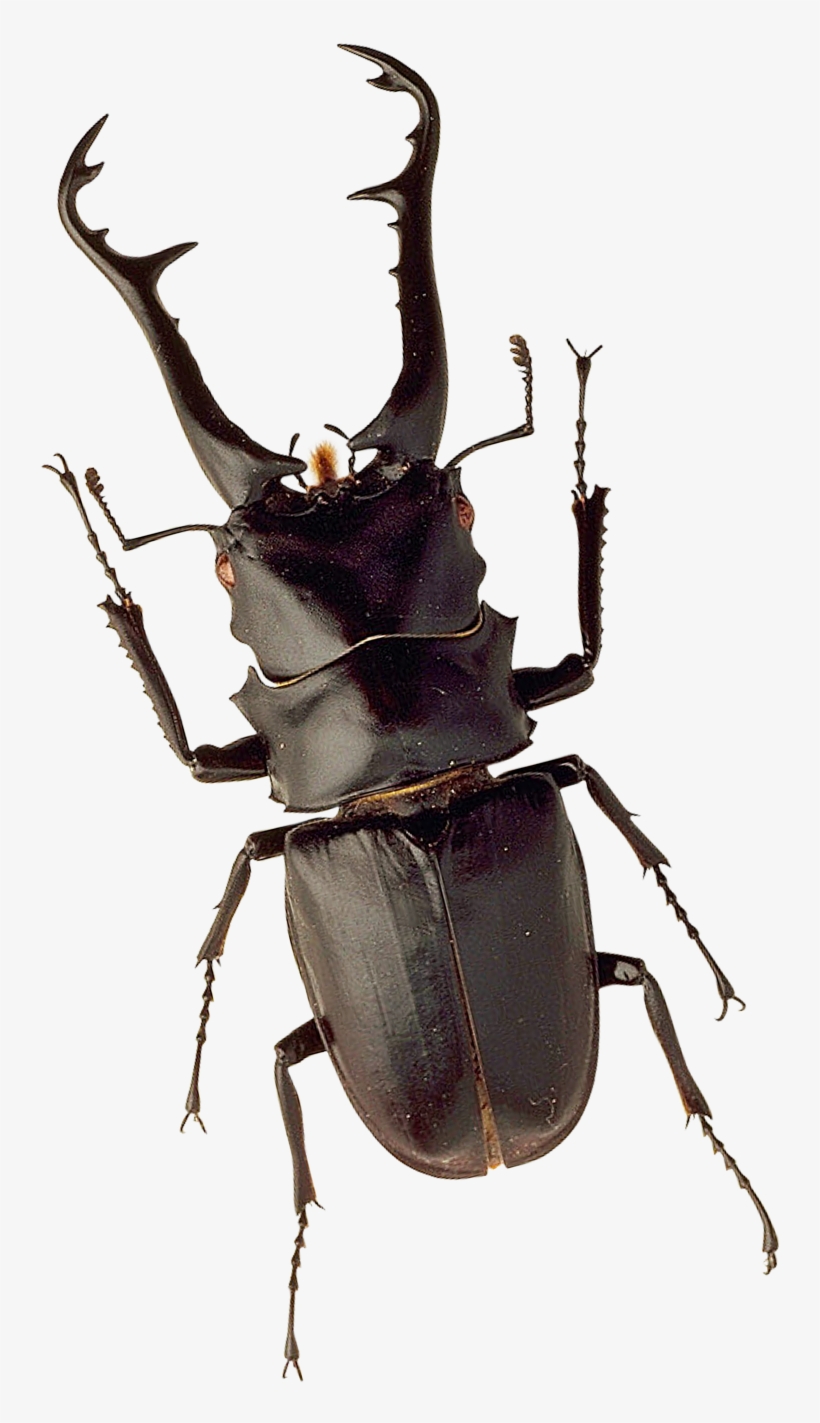 Free Png Insect Png Images Transparent - Stag Bettle Png, transparent png download