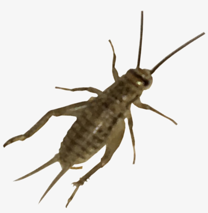 Live Crickets Auto Renew - Water Insecten, transparent png download