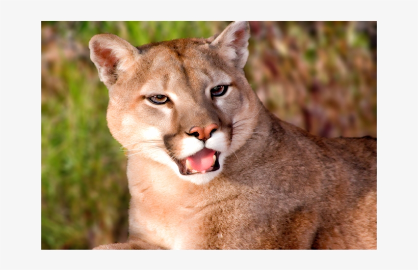 A Magnificent Mountain Lion Surveying His Domain - Cougar, transparent png download