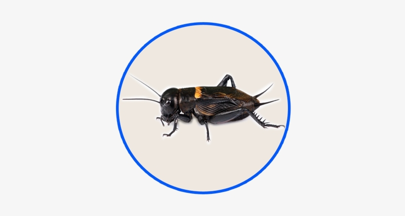 Although The Cricket Is Not Harmful, They Can Keep - Cricket Food 16 Oz By Joshs Frogs, transparent png download