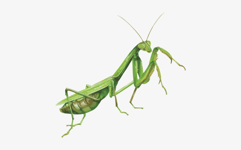 Mosquito Png - Praying Mantis Transparent, transparent png download