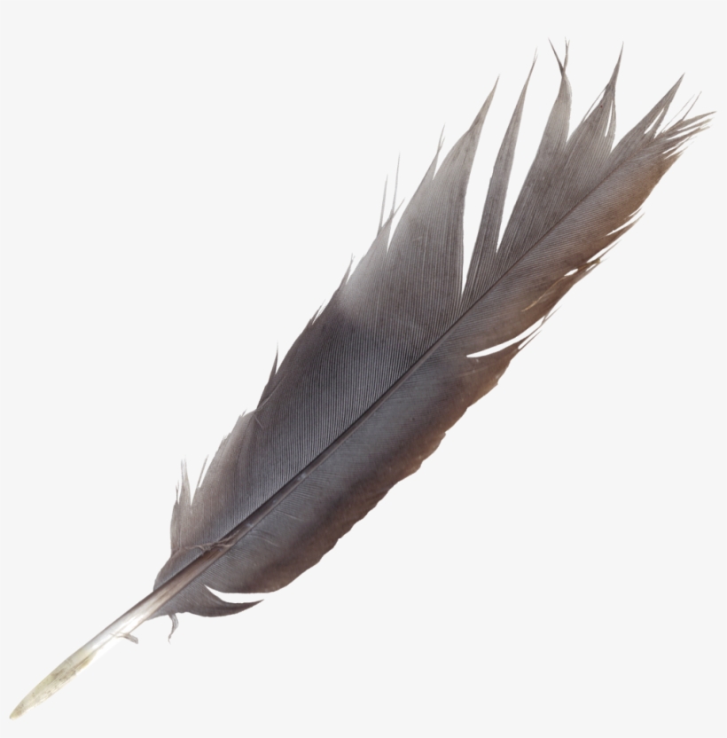 Feather Pen Png Pictures To Pin On Pinterest - Bird Feather Transparent, transparent png download