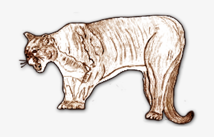 Mountaineer Middle Mountain Lion - Cougar, transparent png download