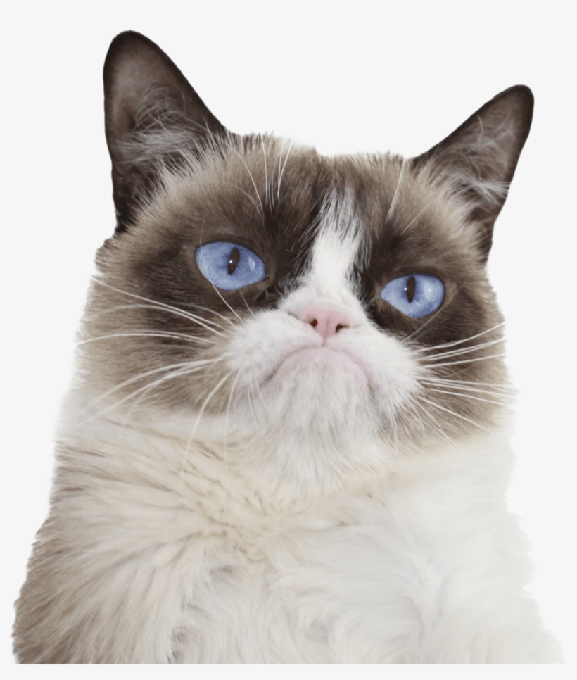 Grumpy Cat Blue Eyes - Grumpy Cat, transparent png download